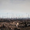 Orangutans fight for survival as rainforest burns
