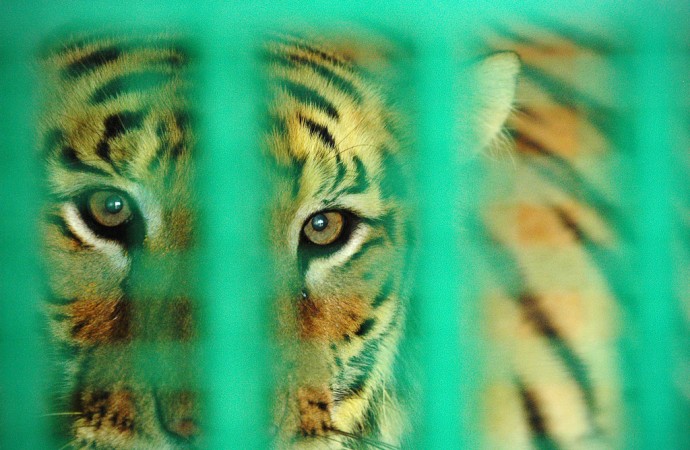 Last days of the tiger?